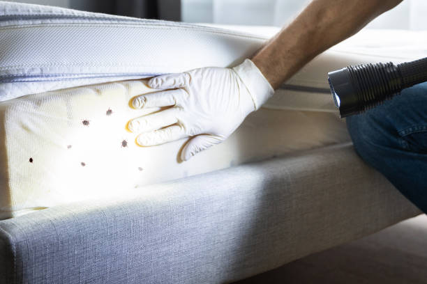 Flea Control Services in Alexander City, AL