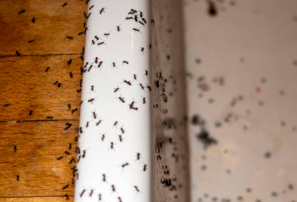 Best Pest Prevention Services  in Exander City, AL